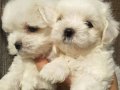 MINI BOY MALTESE TERRIER YAVRULARI 
