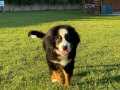 BERNESE MOUNTAİN DOG YAVRULARI İSTANBUL 