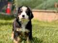 BERNESE MOUNTAİN DOG YAVRULARI İSTANBUL 