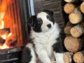 RUHSATLİ ÇİFLİKDEN EŞSİZ BİR DENEYİM border collie yavrula