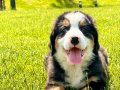 RUHSATLİ ÇİFLİKTEN BERNESE MOUNTAİN DOG YAVRULARI İSTANBUL 
