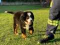 BERNESE MOUNTAİN DOG YAVRULARI 