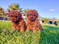 RUHSATLİ ÇİFLİKTEN %% ORJİNAL RED BROWN TOY POODLE YAVRULARI