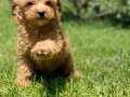 RUHSATLİ ÇİFLİKTEN MALTİPOO YAVRULARİ 