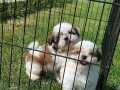 Shih tzu yavrulari 