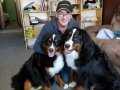 RUHSATLİ ÇİFLİKTEN BERNESE MOUNTAİN DOG YAVRULARI 