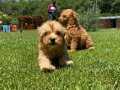 EN SEVİMLİ MALTİPOO YAVRULARI SAĞLIK VE IRK GARANTİLİ 