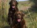 BİR BİRİNDEN ÖZEL LABRADOR YAVRULARI SİZLERİ BEKLİYOR 
