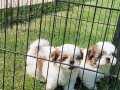 EN SEVİMLİ SHİH TZU YAVRULARI İSTANBUL 