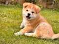 JAPON AKİTA INU YAVRULARİ İSTANBUL 