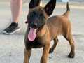 Belçika malinois yavruları sizleri bekliyor 