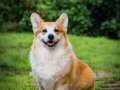 Secereli Welsh Corgi Yavruları İstanbul 