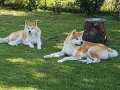 JAPON AKİTA INU YAVRULARİ İSTANBUL 