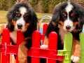RUHSATLI BERNESE MOUNTAİN DOG YAVRULARI İSTANBUL 