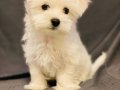 Kar Beyaz Enfes Maltese Terrier Bebeklerimiz 