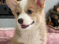 EN ARANILAN ırk Welsh Corgi Yavruları Geldi 
