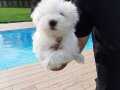 Korekan Tea Cup Maltese Terrier Yavrularımız 