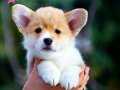 SECERELİ WELSH CORGİ YAVRULARI 