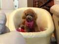 TÜRKİYE'NİN EN ÖZEL ÇİFLİĞİNDEN HARİKA POODLE YAVRULARI 