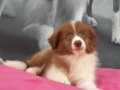 En zeki köpek Border Collie Yavruları 