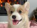 Özel Irk Welsh Corgi Yavruları Çiftlikten 