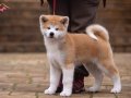 JAPON AKİTA INU YAVRULARİ İSTANBUL 