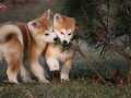 JAPON AKİTA INU YAVRULARİ İSTANBUL 