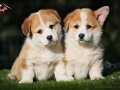 Welsh Corgi Yavruları İstanbul 