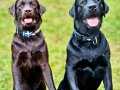LABRADOR RETRIEVER YAVRULARI ISTANBUL 