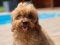 Cavapoo Yavrularımız Üst Kalite 