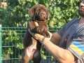 LABRADOR RETRIEVER YAVRULARI ISTANBUL 
