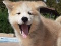 TÜRKİYENİN EN ÖZEL JAPON AKİTA YAVRULARI 