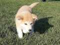 JAPON AKİTA INU YAVRULARİ İSTANBUL 