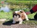 SAĞLIK VE IRK GARANTİLİ SHIH TZU YAVRULARI İSTANBUL 