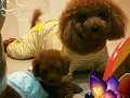 ÖZEL RED BROWN TOY POODLE YAVRULARI İSTANBUL 