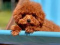 %% ORJİNAL TEACUP RED BROWN POODLE YAVRULARİ 