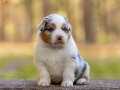 AVUSTRALYA SHEPHERD DOG 