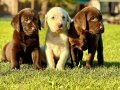 RUHSATLİ ÇİFLİKTEN LABRADOR RETRİEVER YAVRULARI 