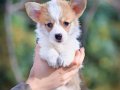 Etkileyiciydi Güzellikte Welsh Corgi 