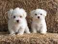 Maltese Terrier Yavrularımız Üst Kalite 