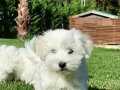 SAĞLIK VE IRK GARANTİLİ MALTESE TERRIER YAVRULARI 