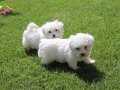 ÖZAL MALTESE TERRIER YAVRULARI 