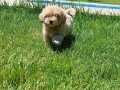 %% ORJİNAL MALTİPOO YAVRULARİ ISTANBUL 