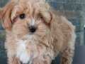 EN SEVİMLİ MALTİPOO BEBEKLERİ SİZLERİ BEKLİYOR 