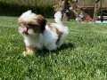 EFSANE GÜZEL SHIH TZU YAVRULARI İSTANBUL 