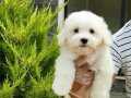 Oyuncak misin sen ?