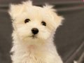 Baby Face MALTESE TERRİER YAVRULARIMIZ 
