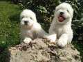 %% Maltese Terrier Yavrularımız 