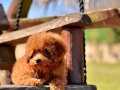 %% Poodle Yavrularımız 