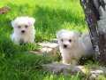 Maltese Bebeklerimiz 